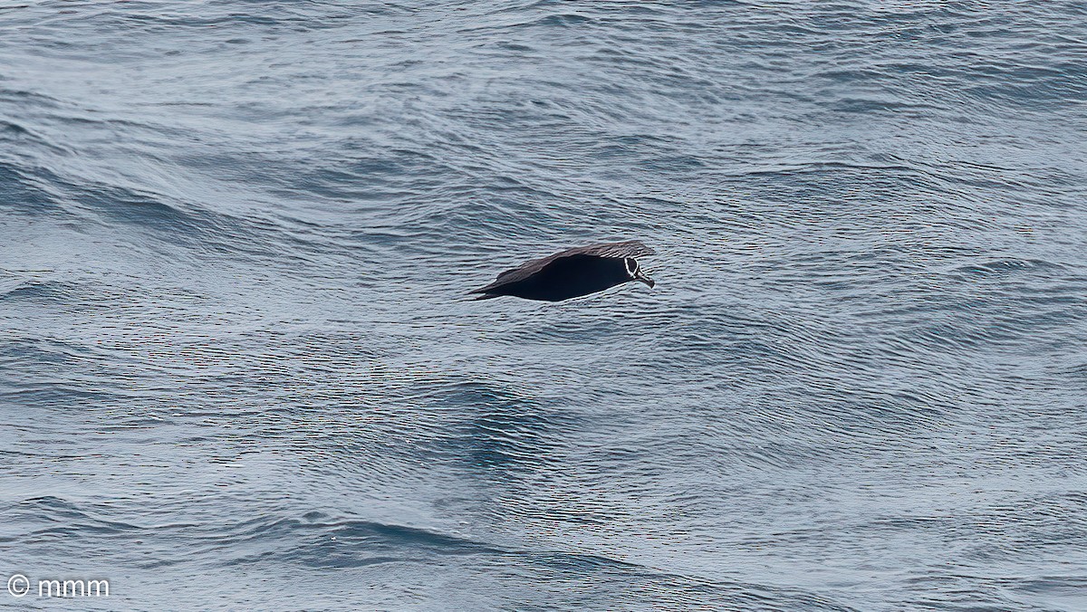 Spectacled Petrel - ML630725462