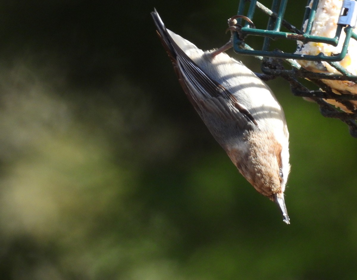 チャガシラヒメゴジュウカラ - ML630725739