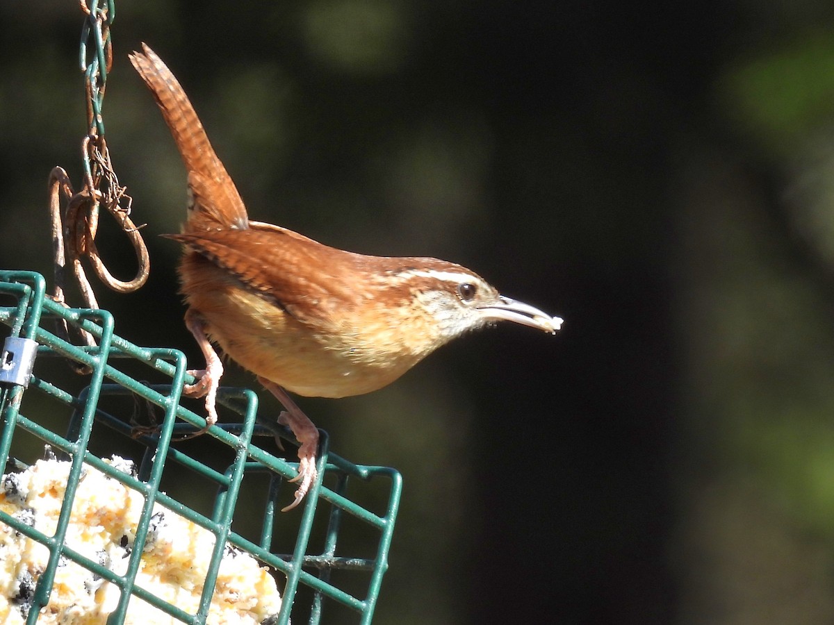 チャバラマユミソサザイ - ML630725746