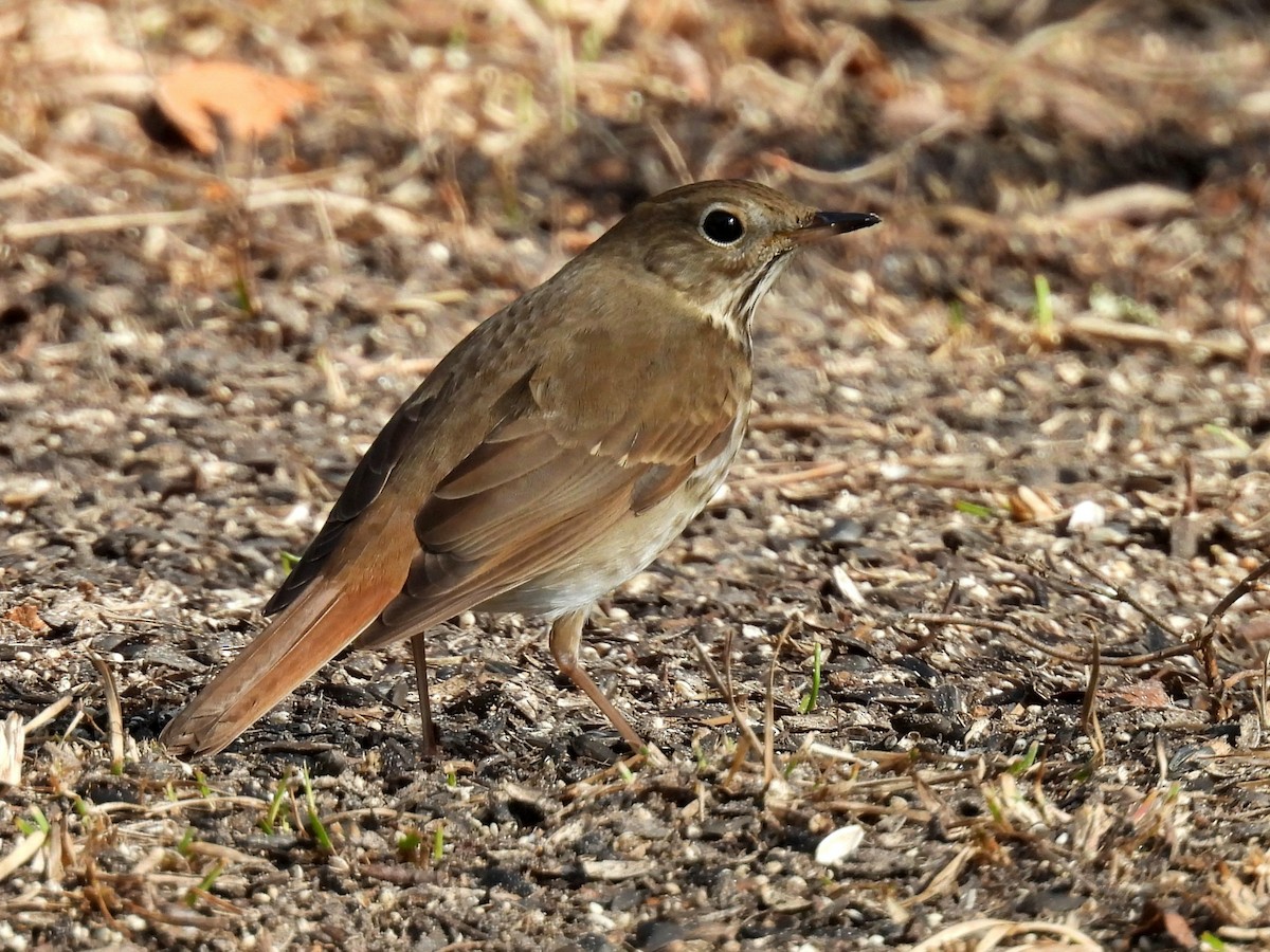 チャイロコツグミ - ML630725762