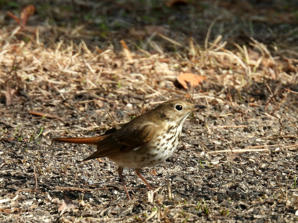 チャイロコツグミ - ML630725763
