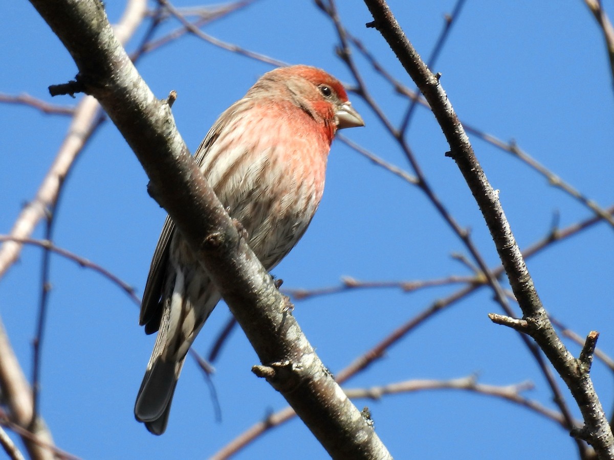 メキシコマシコ - ML630725786