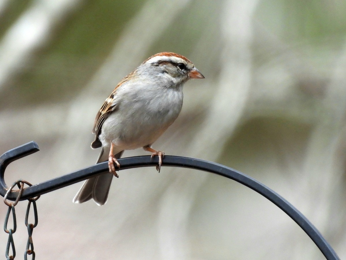 チャガシラヒメドリ - ML630725804