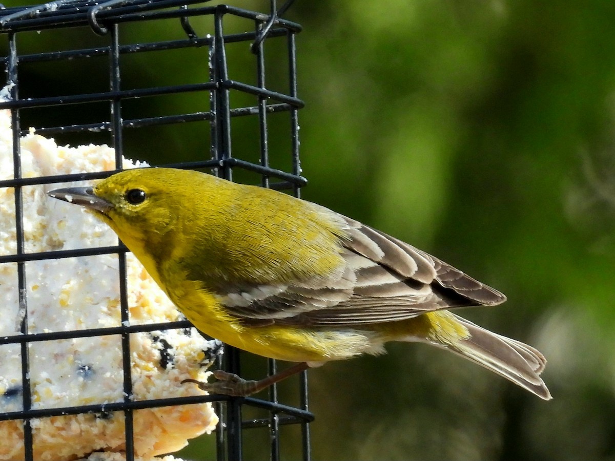 マツアメリカムシクイ - ML630725821