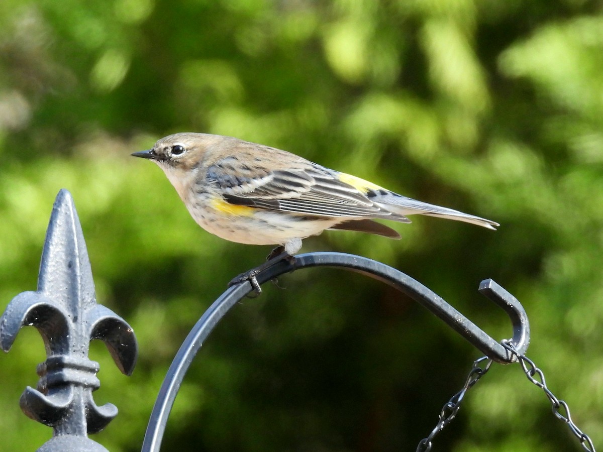 キヅタアメリカムシクイ - ML630725843