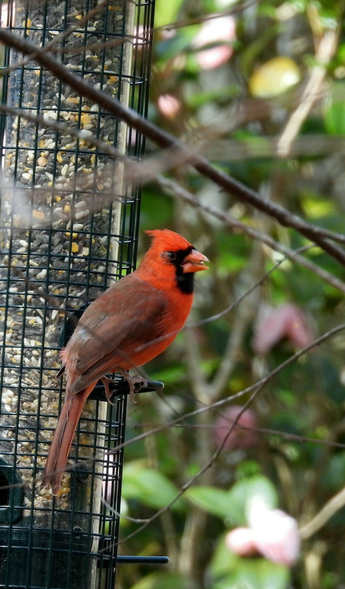 ショウジョウコウカンチョウ - ML630725857