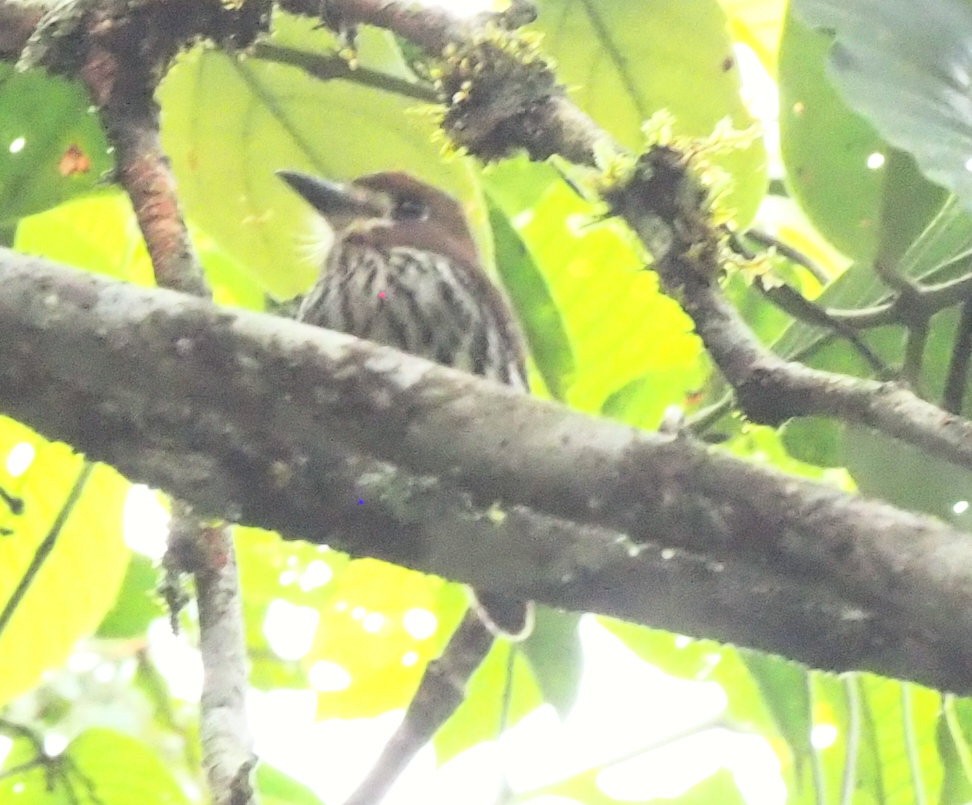 Lanceolated Monklet - ML630726031