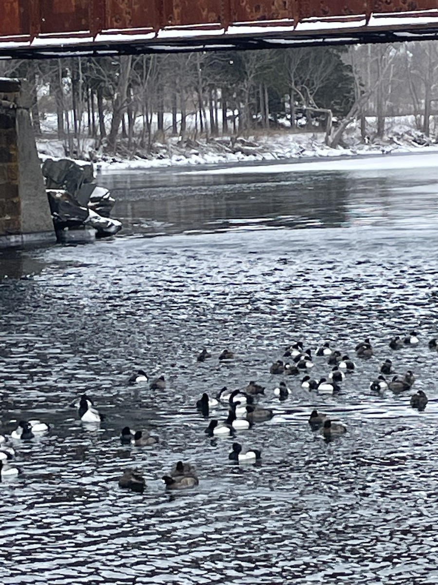 Greater/Lesser Scaup - ML630726053