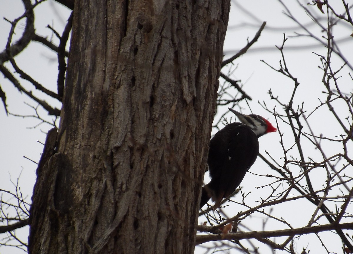 Pileated Woodpecker - ML630726087