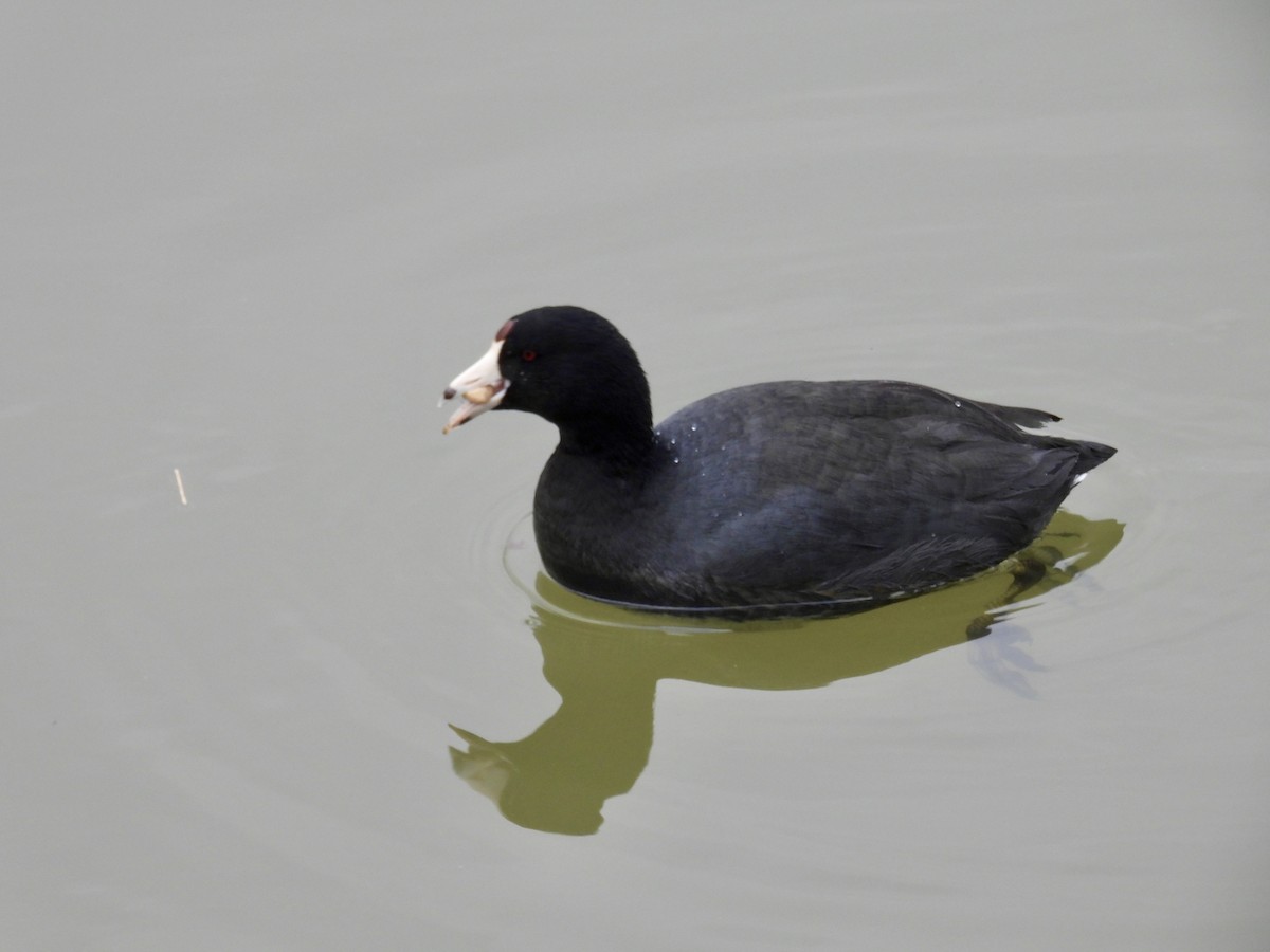 American Coot - ML630726278