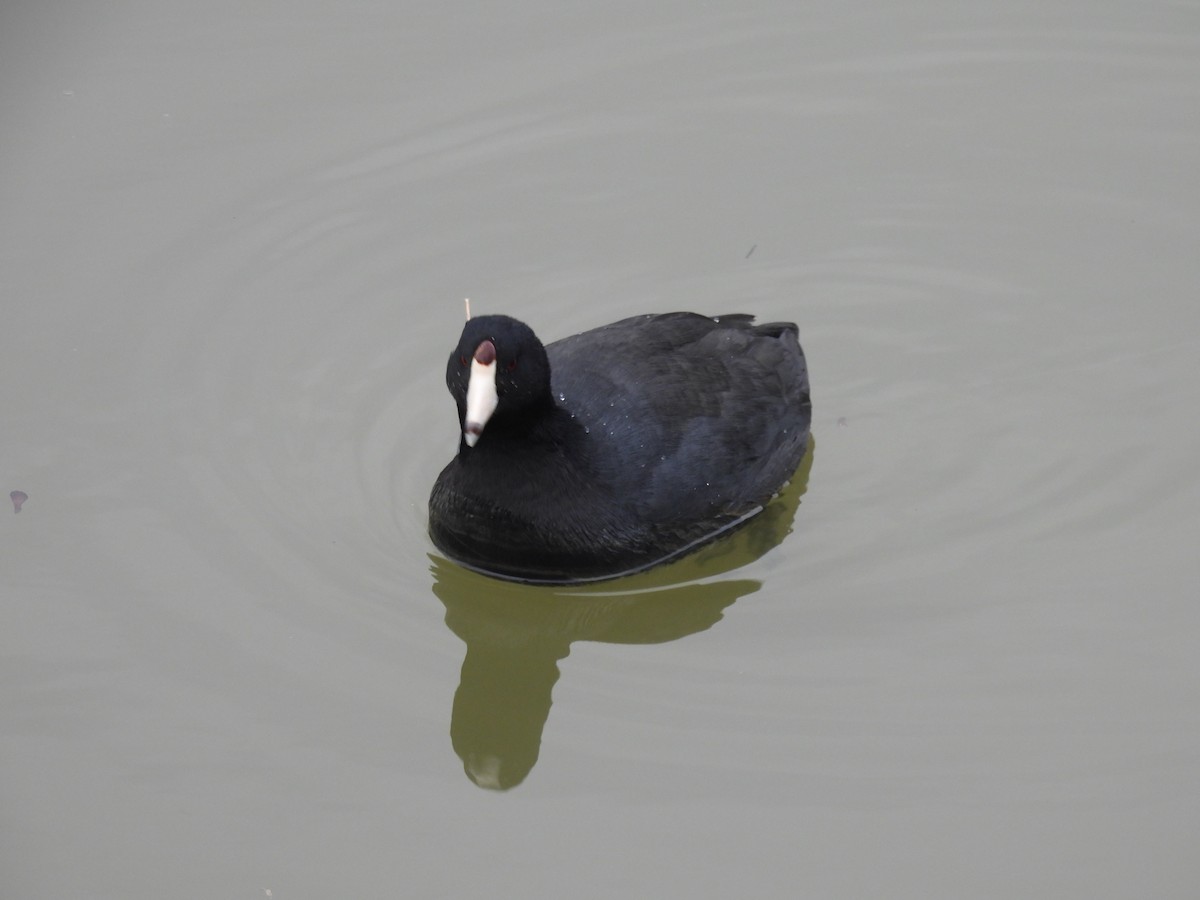 American Coot - ML630726280