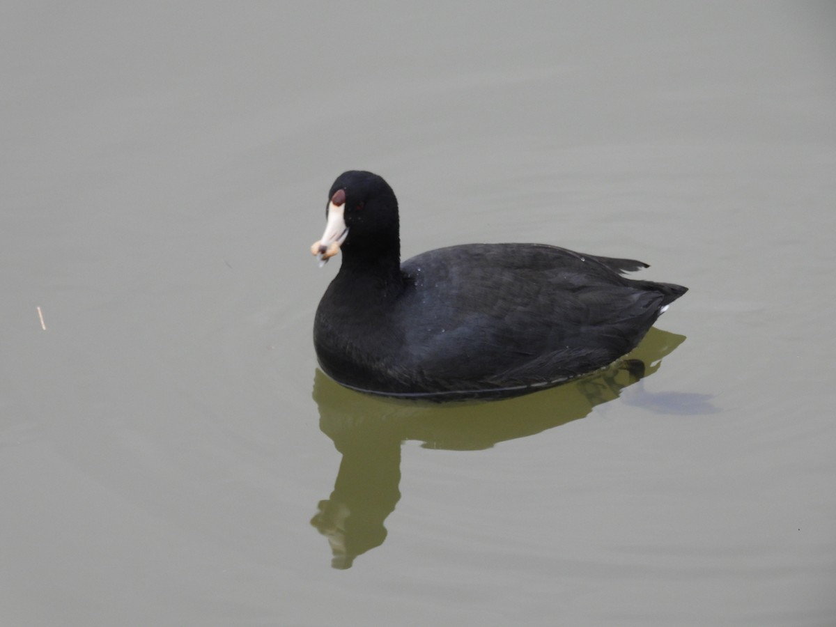 American Coot - ML630726281