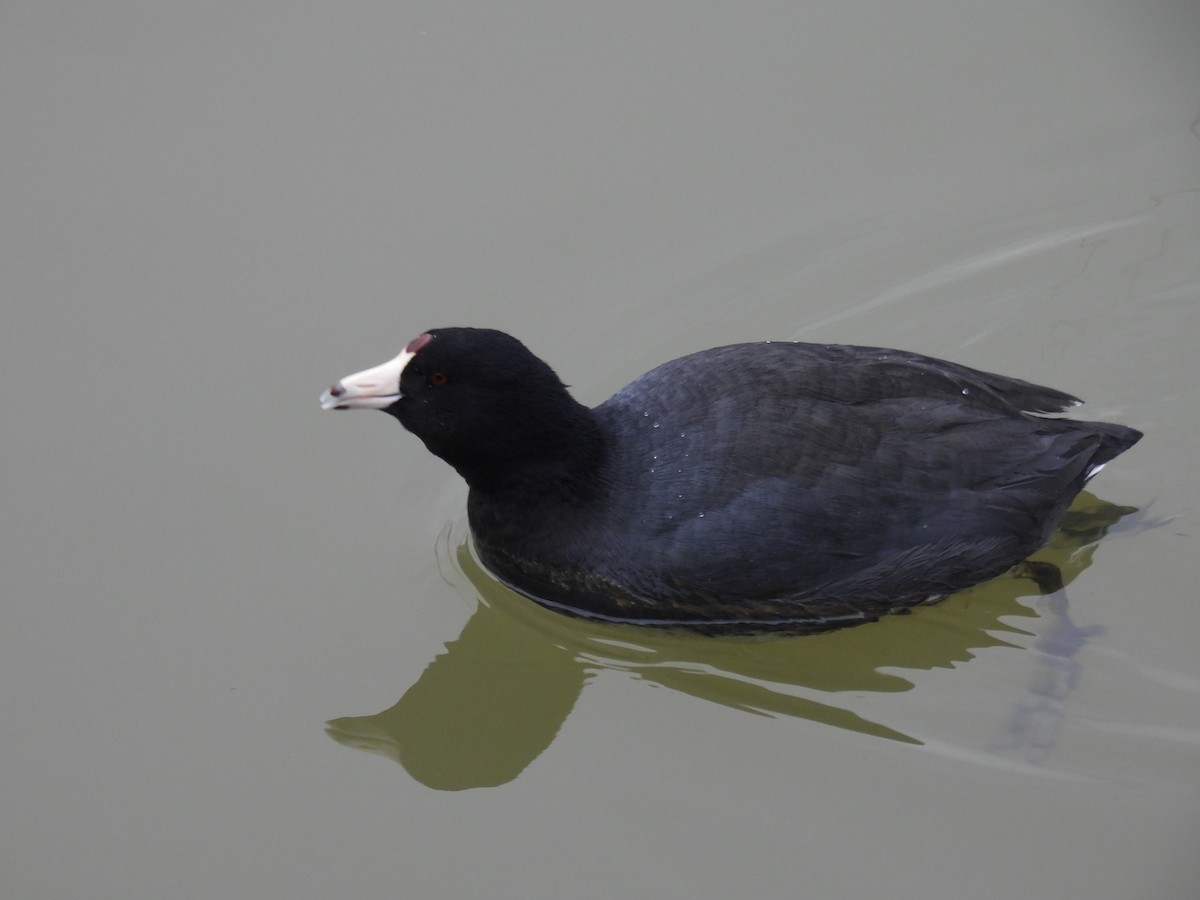 American Coot - ML630726282