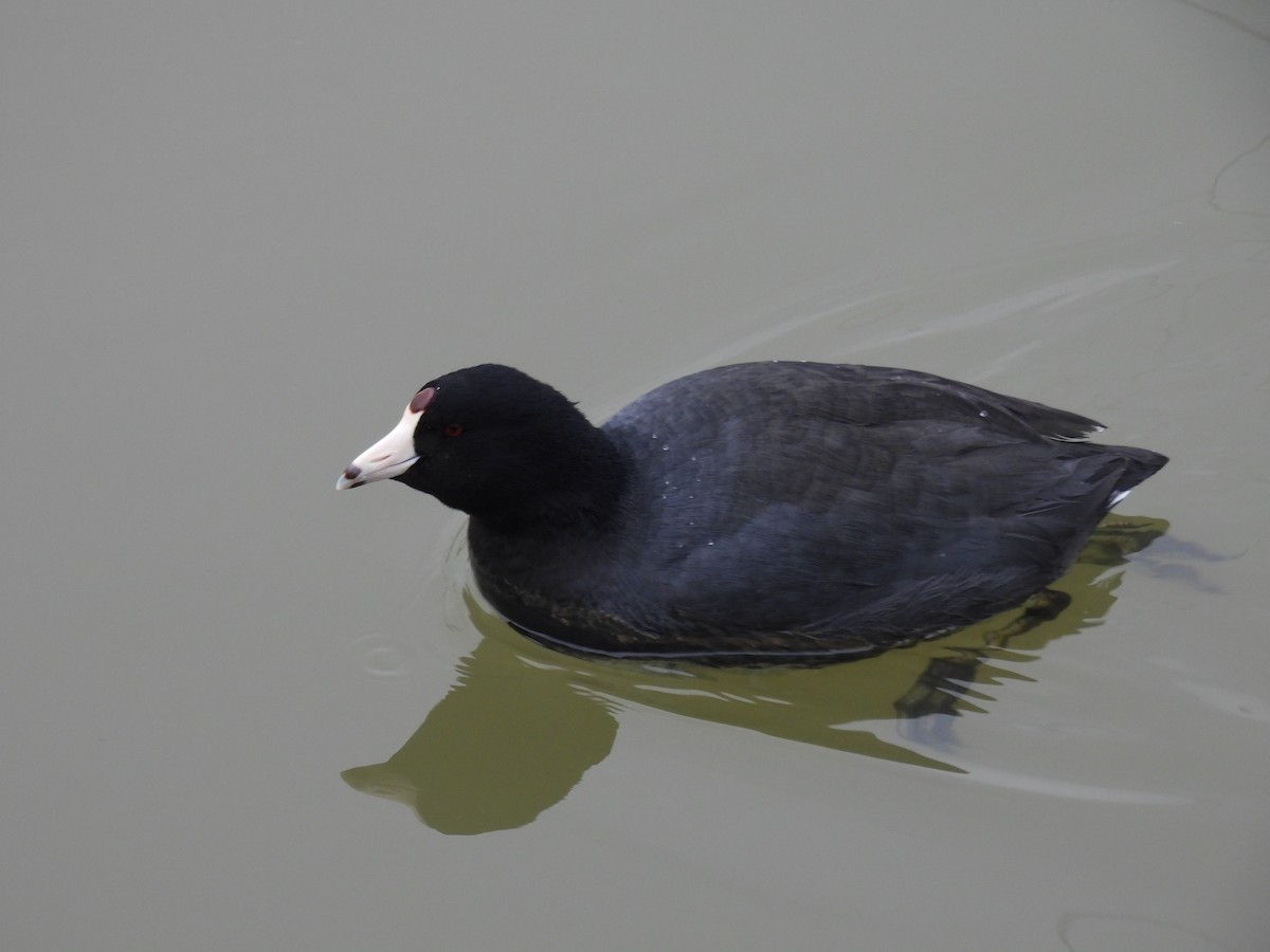American Coot - ML630726283