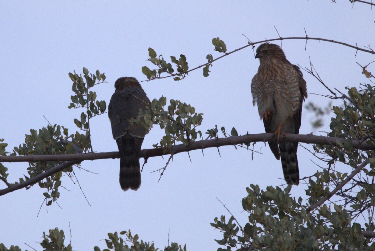 Gabar Goshawk - ML630726316