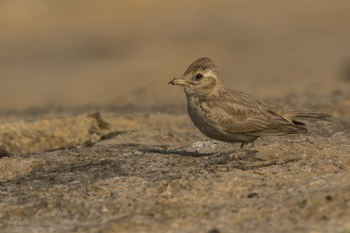 Sand Lark - ML630726392