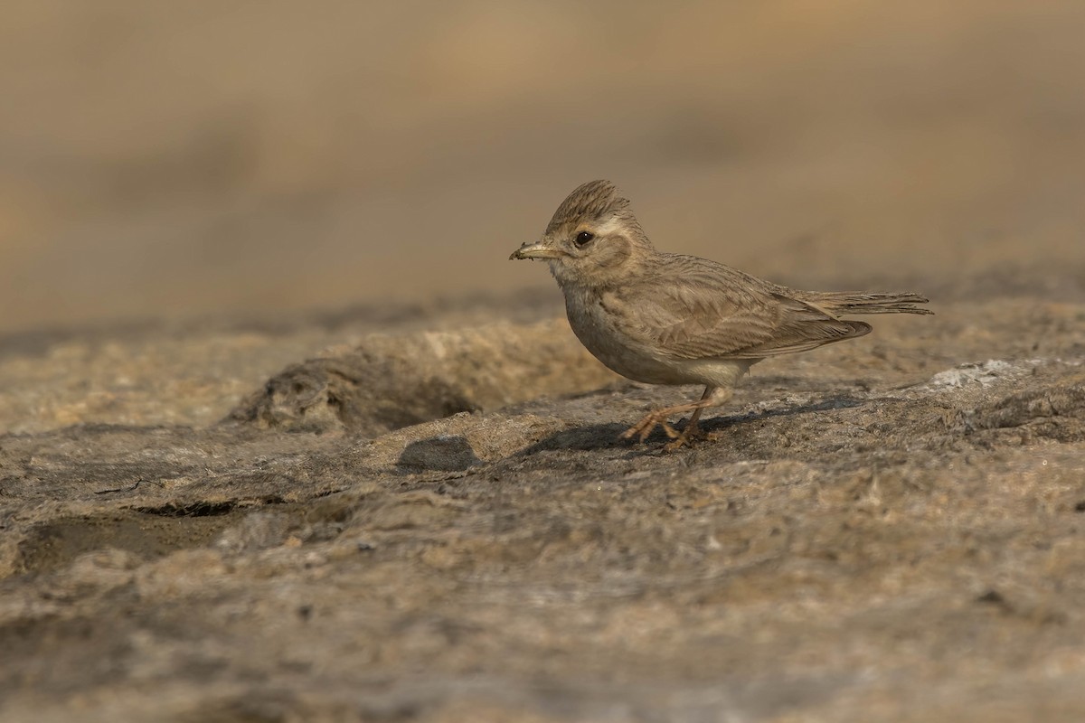 Sand Lark - ML630726393