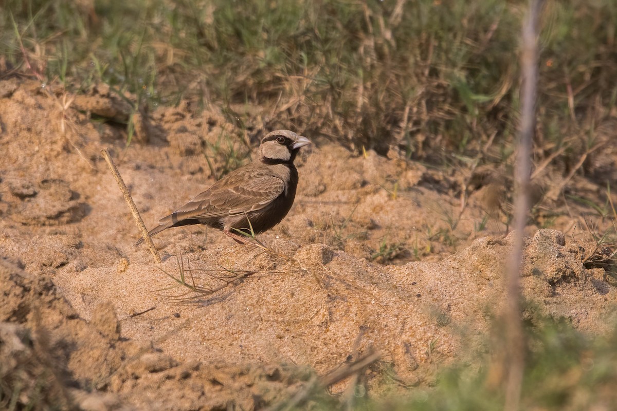 Ashy-crowned Sparrow-Lark - ML630726404