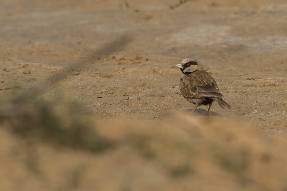 Ashy-crowned Sparrow-Lark - ML630726405