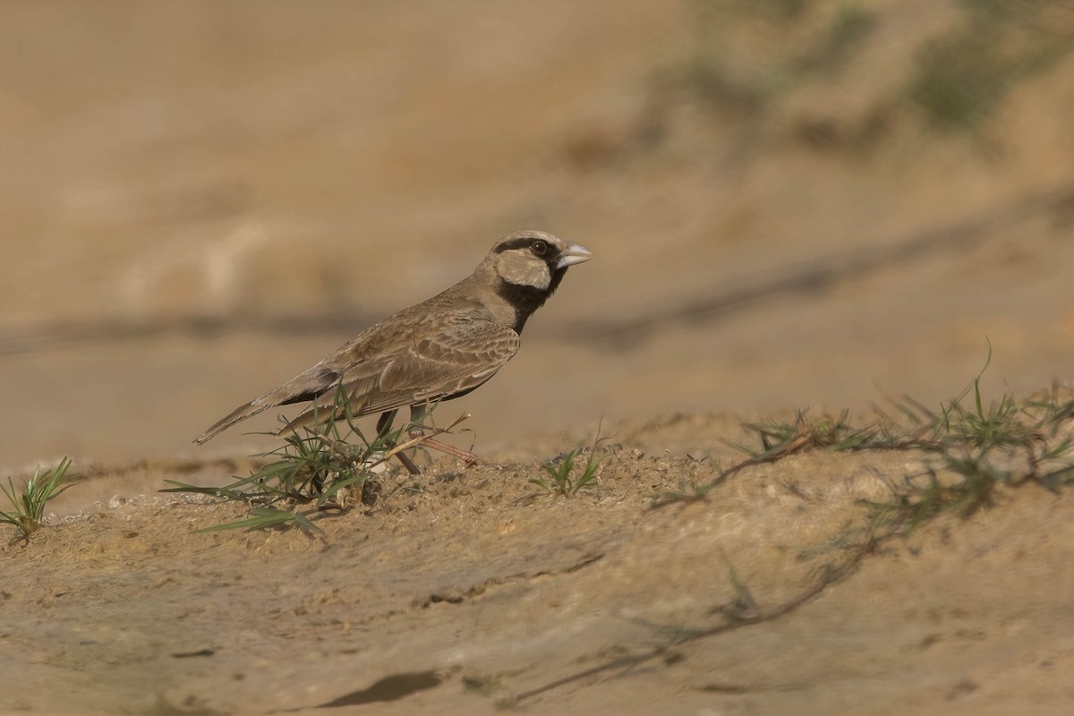 Ashy-crowned Sparrow-Lark - ML630726406