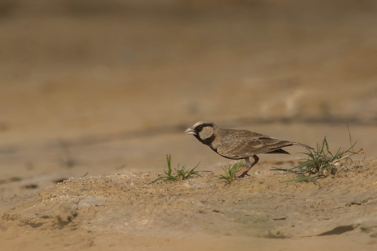 Ashy-crowned Sparrow-Lark - ML630726407