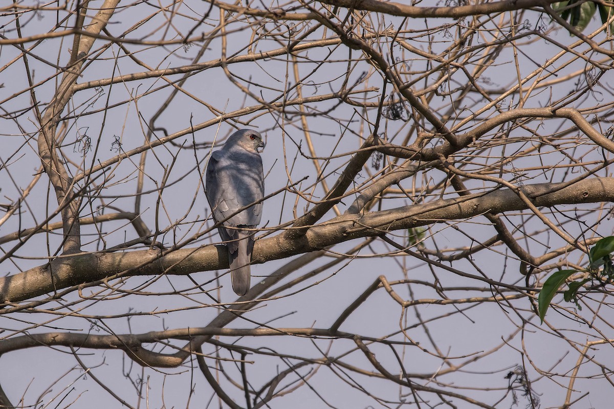 Shikra - ML630726422