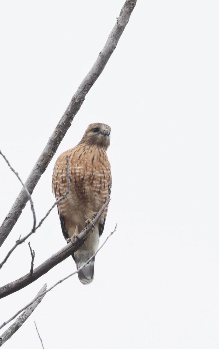 Red-shouldered Hawk - ML630726427