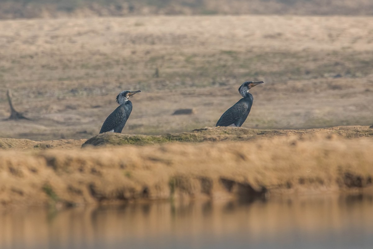 Cormorano - ML630726445