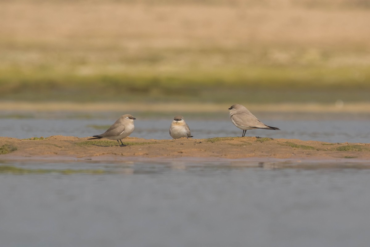 Small Pratincole - ML630726459