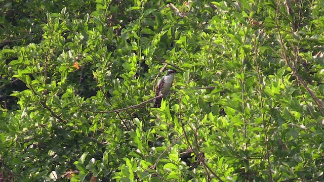 Goldkuckuck - ML630726545