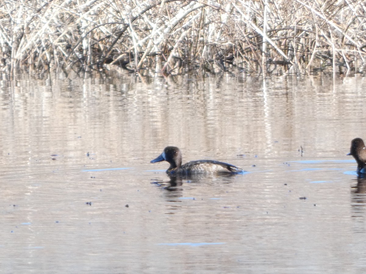Greater Scaup - ML630726606