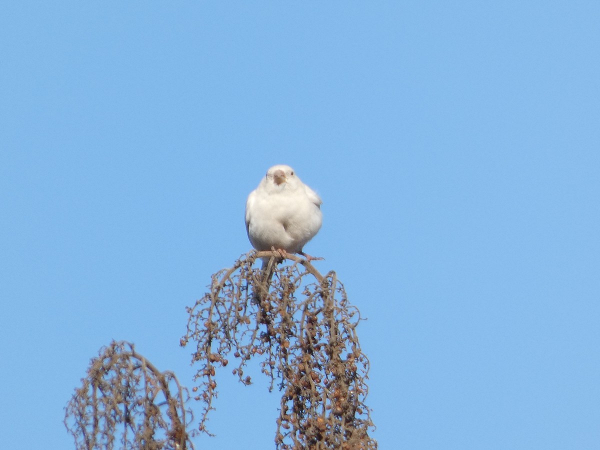 House Finch - ML630726706