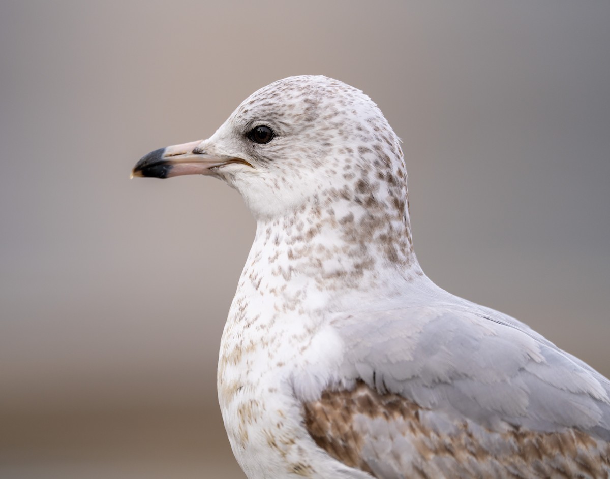 Ring-billed Gull - ML630726788