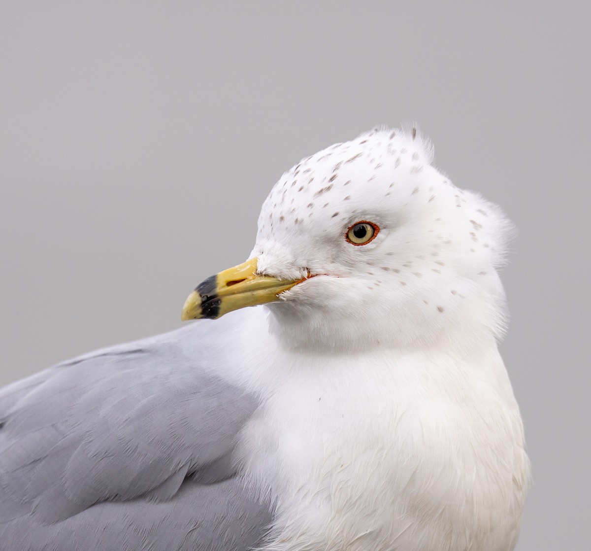 Ring-billed Gull - ML630726794