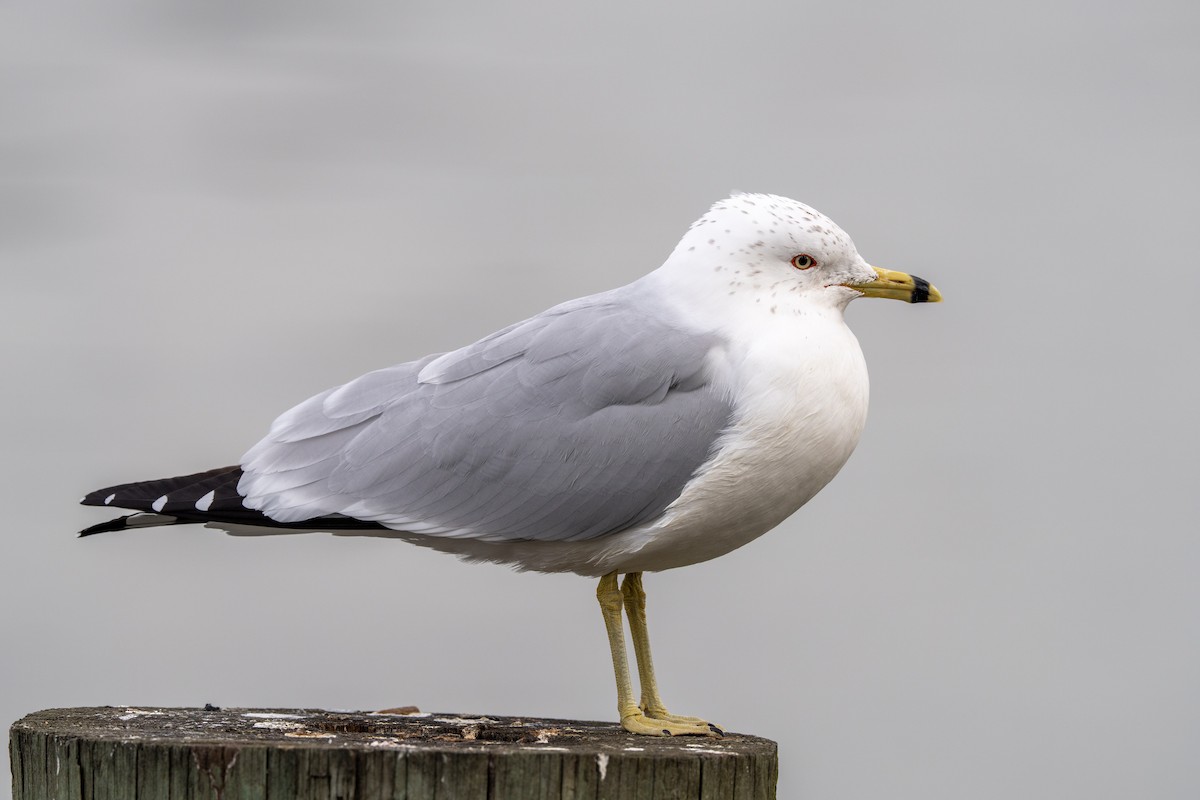 Ring-billed Gull - ML630726800