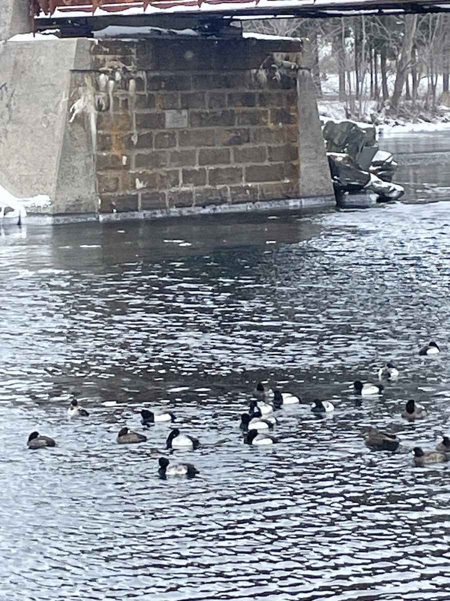 Greater/Lesser Scaup - ML630726820