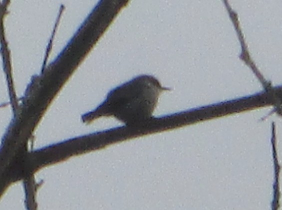 Brown-headed Nuthatch - ML630726882