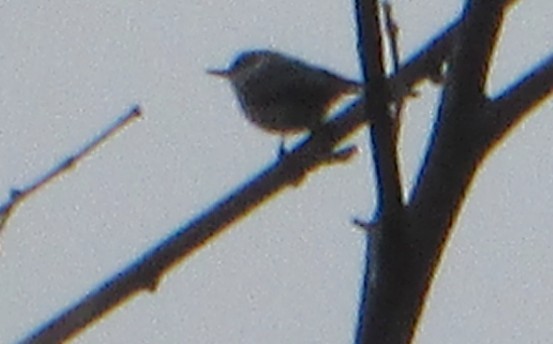 Brown-headed Nuthatch - ML630726883
