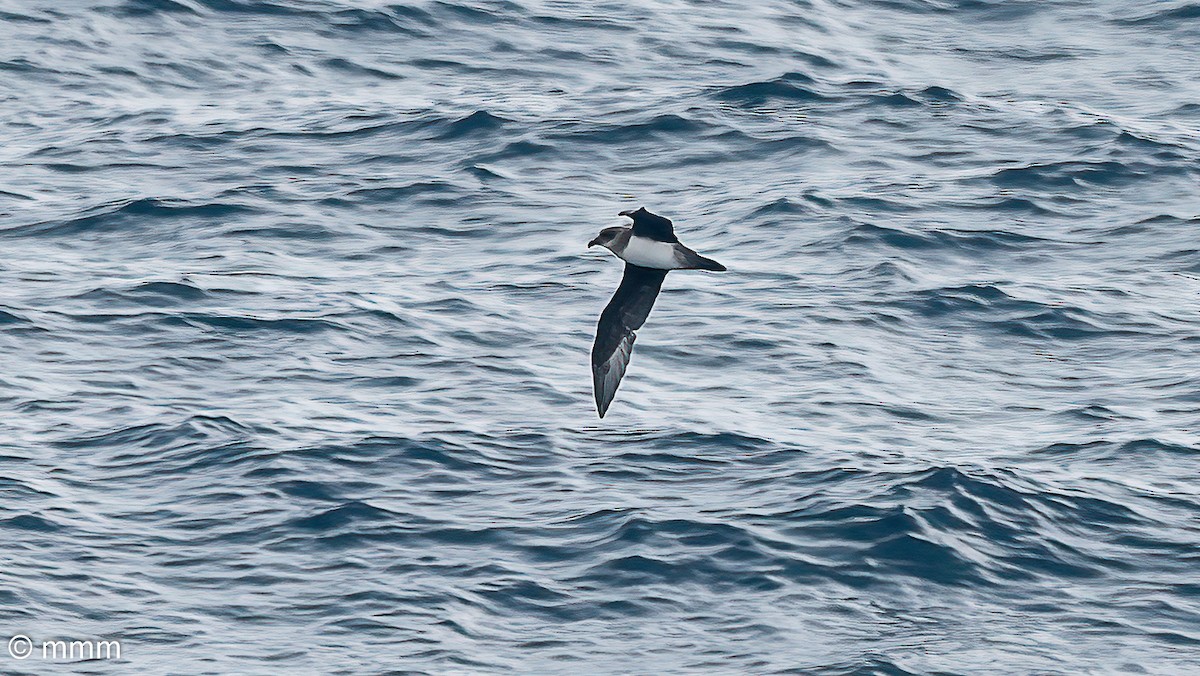 Atlantic Petrel - ML630726952