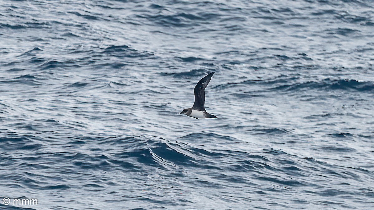 Atlantic Petrel - ML630726954