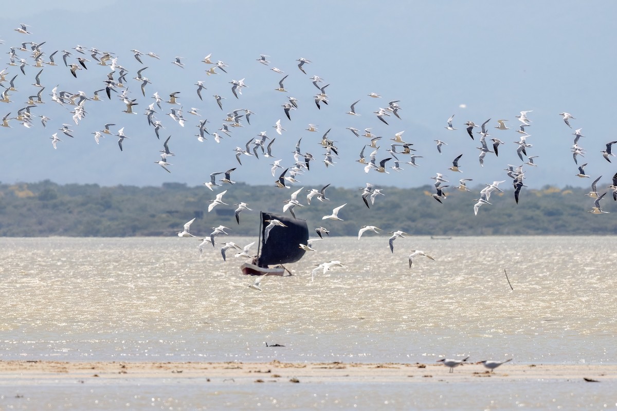 rybák severní - ML630727198