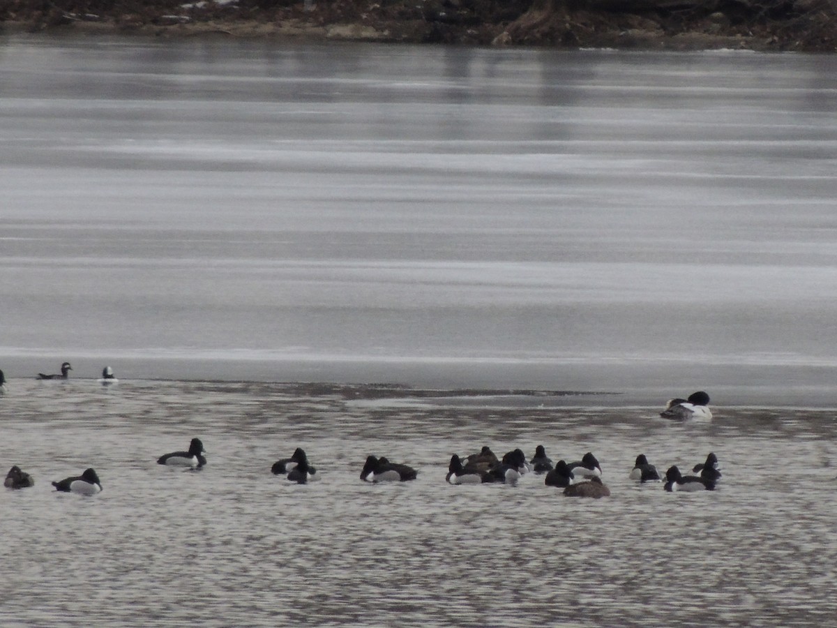 Ring-necked Duck - ML630727476