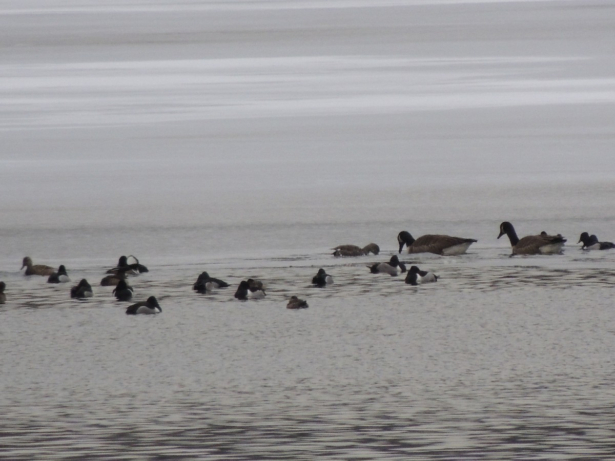 Ring-necked Duck - ML630727477