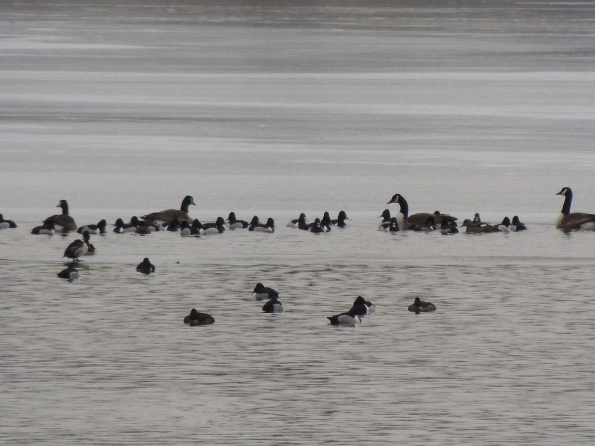 Ring-necked Duck - ML630727478