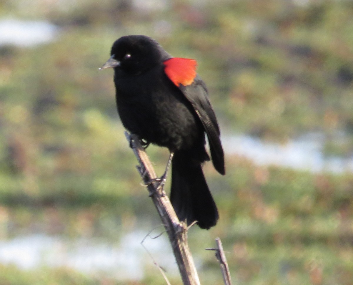 Red-winged Blackbird - ML630727521