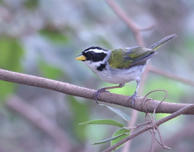 Sao Francisco Sparrow - ML630727564