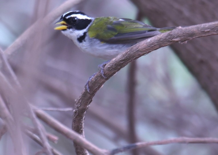 Sao Francisco Sparrow - ML630727565