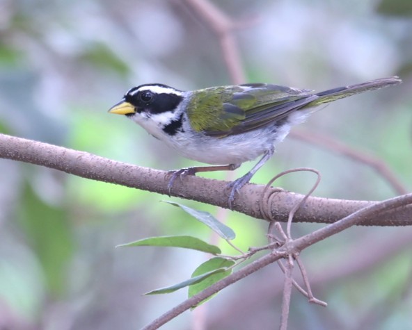 Sao Francisco Sparrow - ML630727566
