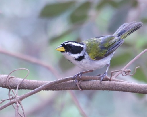 Sao Francisco Sparrow - ML630727568