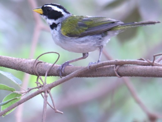 Sao Francisco Sparrow - ML630727569